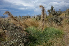 Aciphylla glaucescens