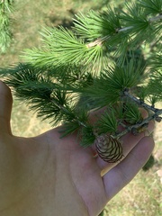 Larix laricina