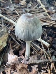 Coprinopsis alopecia