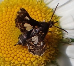 Thyris maculata