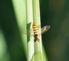 Sphaerophoria macrogaster