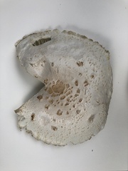 Agaricaceae
