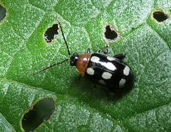 Phenrica austriaca