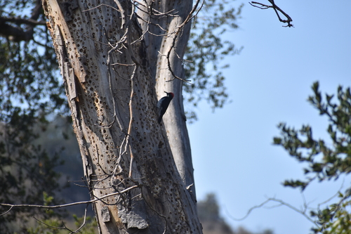 photo of Acorn Woodpecker (Melanerpes formicivorus)