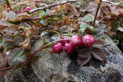 Gaultheria macrostigma