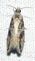 Proteoteras crescentana