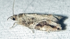 Proteoteras crescentana