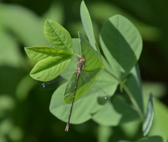 Lestes unguiculatus