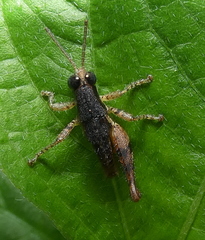 Eujivarus meridionalis