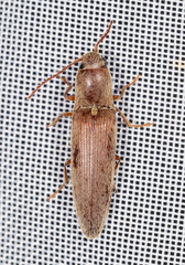 Synaptus filiformis