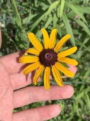 Rudbeckia hirta