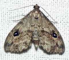 Melanomma auricinctaria