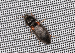 Calambus bipustulatus