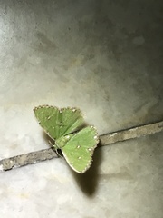 Argyrocosma inductaria