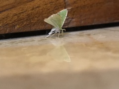 Argyrocosma inductaria