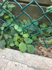 Toxicodendron radicans