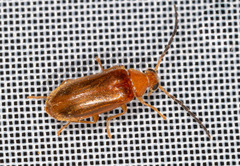 Conopalpus testaceus
