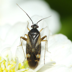 Plagiognathus obscurus