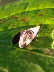 Oecophora bractella