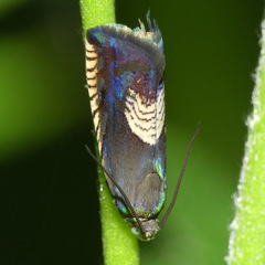 Grapholita tristrigana