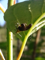 Oecophora bractella