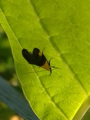 Oecophora bractella
