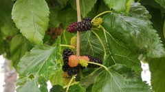 Morus nigra