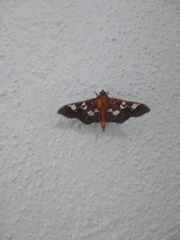 Phostria