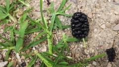 Morus nigra