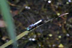 Pachydiplax longipennis