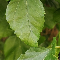 Morus nigra