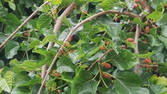 Morus nigra