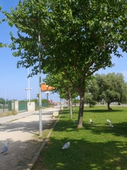 Morus nigra