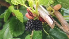Morus nigra