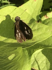 Pelopidas assamensis