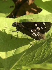 Pelopidas assamensis