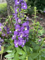 Angelonia