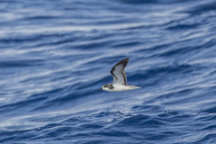 Pterodroma pycrofti