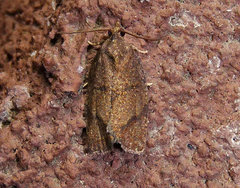 Argyrotaenia juglandana