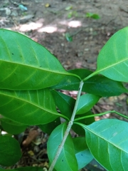 Image of Tabernaemontana coffeoides