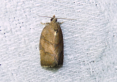 Argyrotaenia juglandana