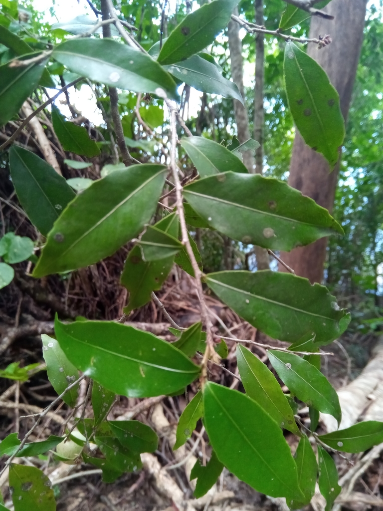 Prockiopsis