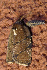 Argyrotaenia juglandana