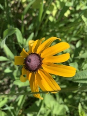 Rudbeckia hirta
