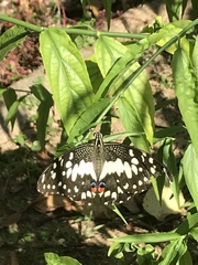 Papilio demoleus malayanus