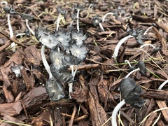 Coprinopsis atramentaria