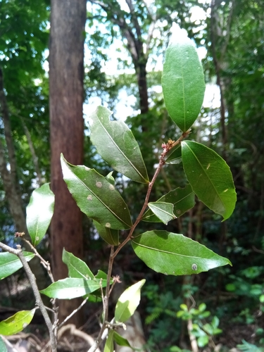 Achariaceae image