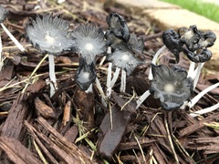 Coprinopsis atramentaria