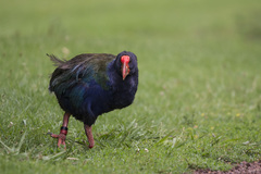 Porphyrio hochstetteri