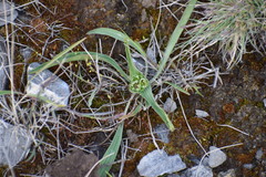 Bupleurum americanum